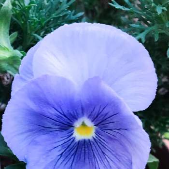 チーム・ブルーNo.001の画像 by ひろりん♪さん | ビオラと我が家の花達とチーム・ブルーNo.001と水曜日は水色と鉢植えと青い花マニアとチーム・ブルーとiPhone撮影