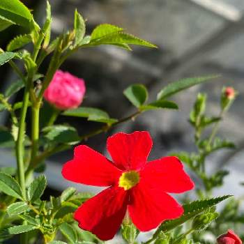 サンブリテニア　スカーレットの画像 by ヒースローさん | 小さな庭とサンブリテニア　スカーレットと花のある暮らしとおうち園芸とＰＷサンブリテニア