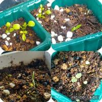 パセリの育て方 地植えやプランターでの栽培方法は Greensnap グリーンスナップ