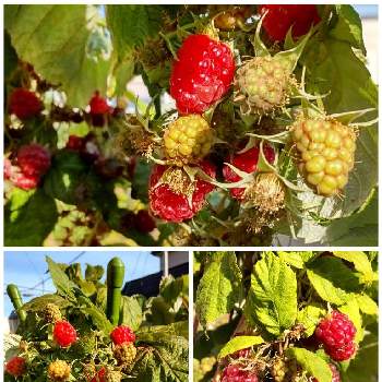 ラズベリーの投稿画像一覧 Greensnap グリーンスナップ