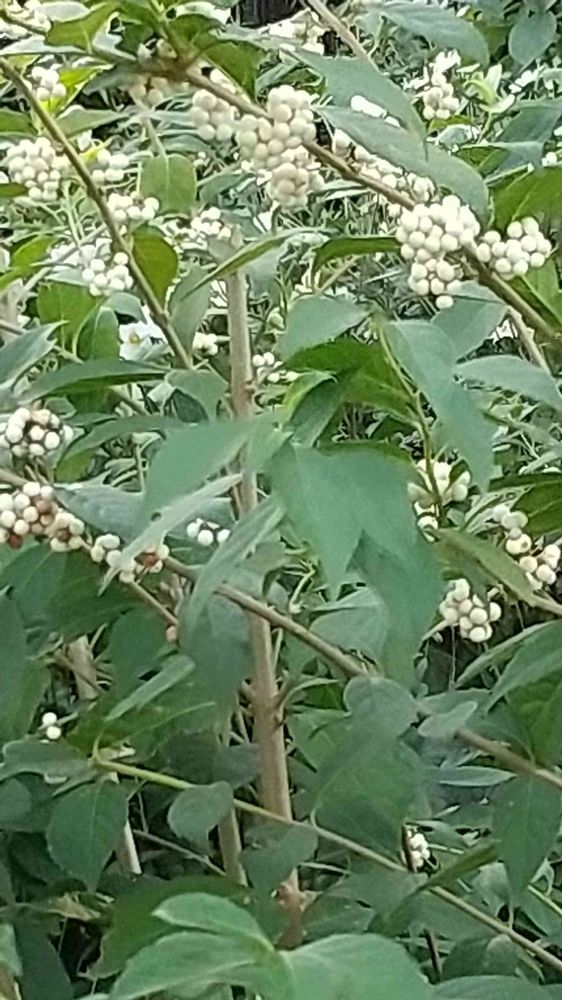 和の花♪さんの港の見える丘公園への投稿