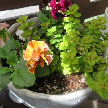 オレガノマルゲリータの投稿画像一覧 Greensnap グリーンスナップ