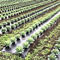 葉牡丹 ハボタン の育て方 種まき時期は 挿し木での増やし方は Greensnap グリーンスナップ 葉牡丹 ハボタン の育て方 種まき時期は 挿し木での増やし方は Greensnap グリーンスナップ