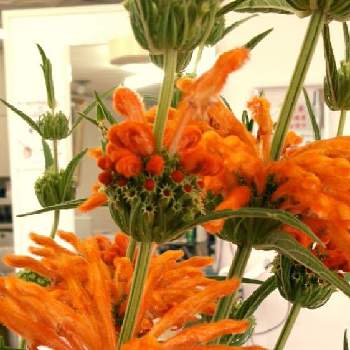 キラキラしてるーっ！の画像 by nonno03さん | お出かけ先とカエンキセワタとレオノティスとライオンズイヤーと小さな幸せ❤と魅力的✩°｡⋆とドキドキワクワクとしあわせ時間❤️とキラキラしてるーっ！と魅力的なお花とオレンジ色のお花と楽しみを有難う❗