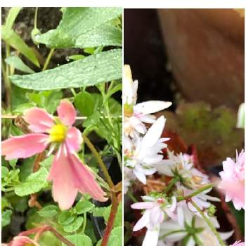 こぼれた種からの画像 by ナルママさん | 小さな庭と大文字草(こぼれ種)と花のある暮らしとピンク色と綺麗可愛いとこぼれた種から