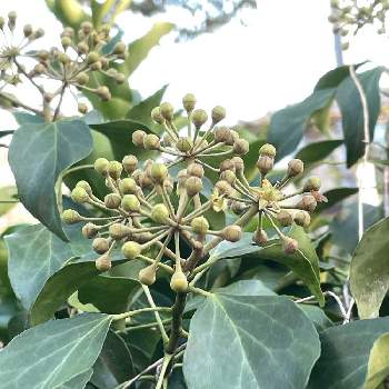 黄緑色の花の投稿画像一覧 Greensnap グリーンスナップ