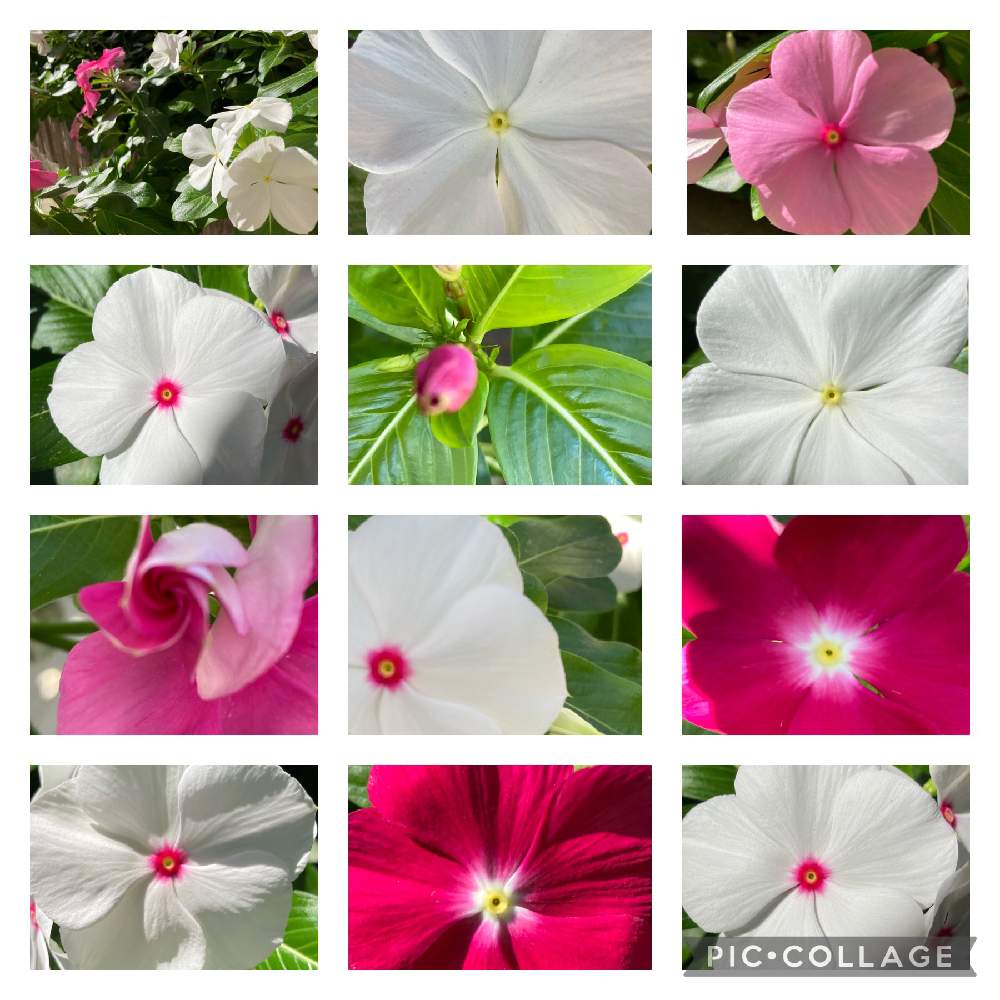 日々草の投稿画像 By Gurichannel ぐりちゃんねる さん 小さな庭とニチニチソウ と日々草 とニチニチソウ と日々草 21月10月27日 Greensnap グリーンスナップ Greensnap グリーンスナップ