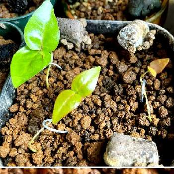 ピタンガの画像 by 工房 GODさん | 窓辺とピタンガと実生と盆栽？
