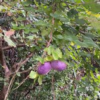 アケビの育て方 植え付けや植え替え 剪定の時期は Greensnap グリーンスナップ