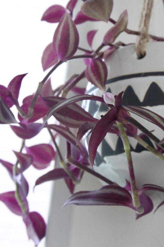 希少　トラディスカンティア　クオーダリー　ラベンダー入り トラディスカンティア💜🤍セブリナ/ラベンダー｜🍀GreenSnap