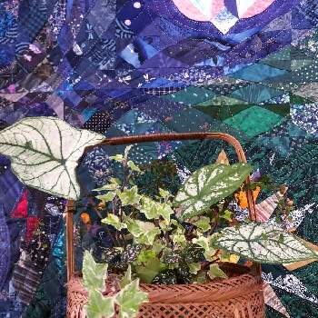 ヒポエステス ピンクの画像 by ゆーゆさん | 部屋とガーデンカラジウム ハートトゥハートとアイビーとヒポエステス ピンクとみどりのある暮らしと観葉植物と観葉植物好きとはなのある暮らしと花も多肉も好き