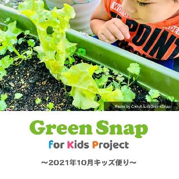 子どもに植物は必要だと思うの画像 by GreenSnap For Kids公式さん | 広い庭とGSforキッズと親子で楽しむと親子でガーデニングと食育と家庭菜園とおうちde菜園とGSキッズプロジェクトと親子で植物を楽しもうと子どもに植物は必要だと思うとすくすく栽培セットとGreenSnap For KIDSとおうち園芸と子どもと植物を楽しもうと親子菜園と親子で菜園と親子で育てるとGFK