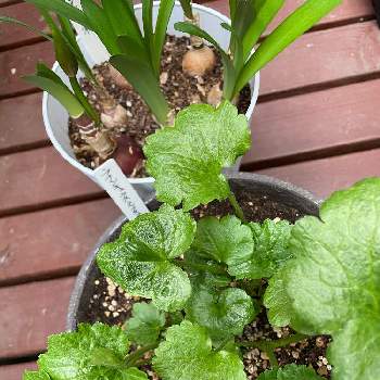 ラナンキュラス ラックス ティーバの投稿画像一覧 Greensnap グリーンスナップ