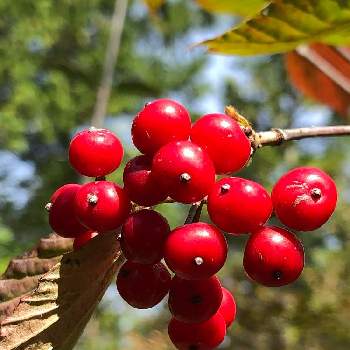 可愛い木の実の画像 by Cimarronさん | お出かけ先と名前を教えて！と赤い実❤️と可愛い木の実