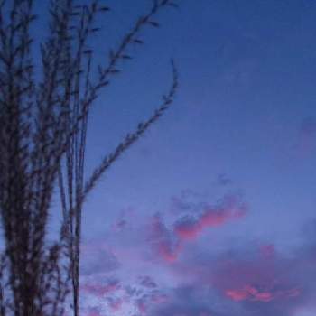 Nightfallの画像 by ❦THE HERMIT❦さん | お出かけ先とススキと夕焼けと刹那さと癒されと本来の色と秘密のpicと夕暮れ時とシルエット❤︎とヒカリとNightfallと橙⚪と風の中と雲雲雲