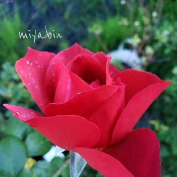 miyabin’s garden 2021の画像 by miyabinさん | 雪国とばら バラ 薔薇とネコ好きとmiyabin’s garden 2021とバラのある暮らしとGS映えと植中毒と新米ロザリアンと2021 GSでバラ園とホットココア　バラと花のある暮らしと薔薇♪とバラ・ミニバラ