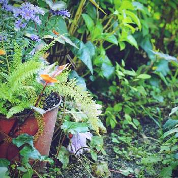 秋のいろの画像 by Solaさん | 広い庭とシダとアスターミステリーレディと寄せ植えと秋のいろとカメラアソビとGS映えとGS日和と植中毒と庭のある暮らしとお家時間とガーデニングと庭あそびと花のある暮らし