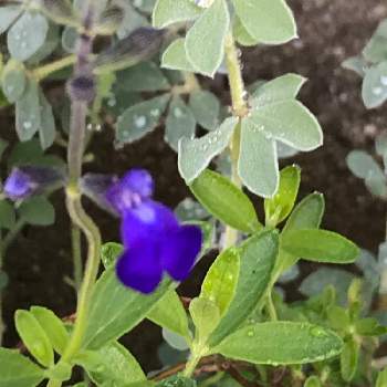 宿根サルビアブルーノートの投稿画像一覧 Greensnap グリーンスナップ