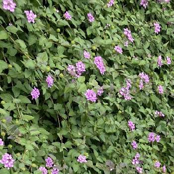 美しい紫の画像 by ruriさん | コバノランタナとグランドカバーと多年草と横浜市と美しい紫