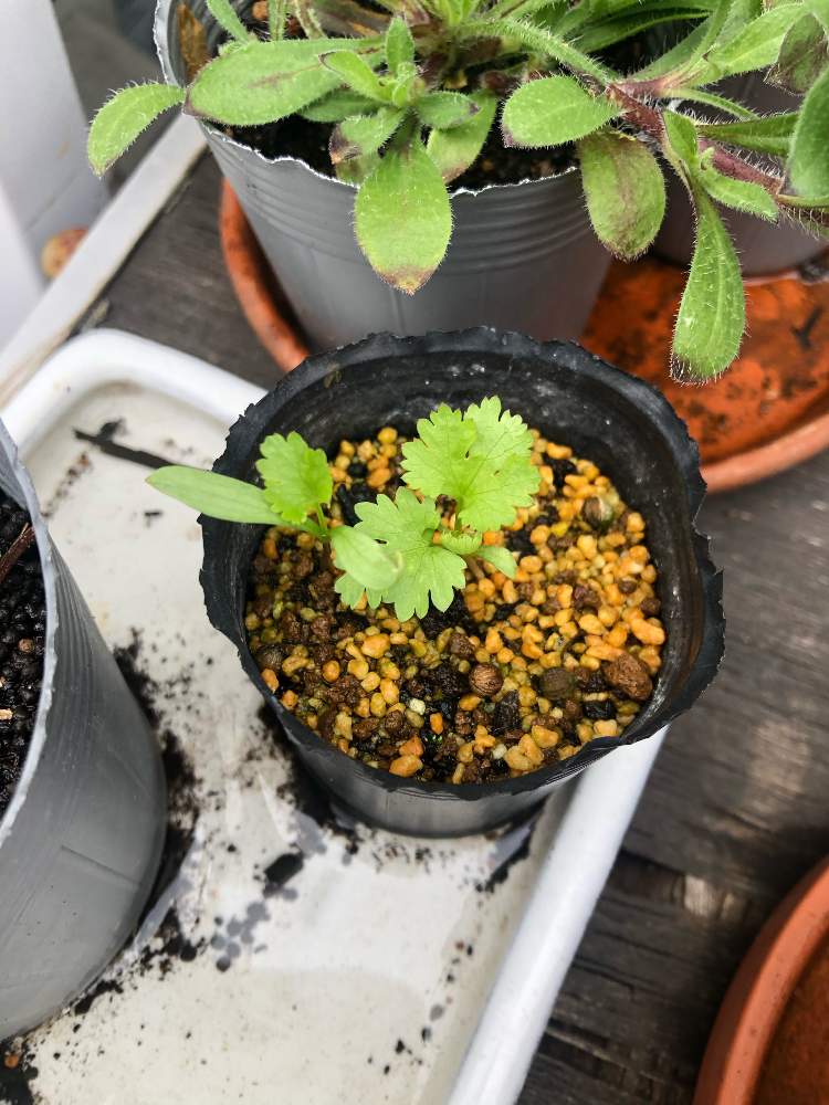 パクチー コリアンダー の投稿画像 By A Yaさん 固定種と自家採種とおうち園芸とハーブとセリ科と鉢植えとベランダ園芸とシレネ ガリカ クイーンクエベルネラとバルコニー ベランダと固定種と自家採種とおうち園芸とハーブとセリ科と鉢植えとベランダ園芸 21月10月27