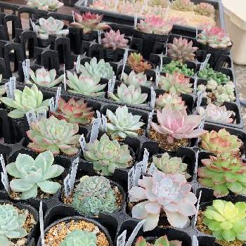 多肉販売千葉の投稿画像一覧 Greensnap グリーンスナップ