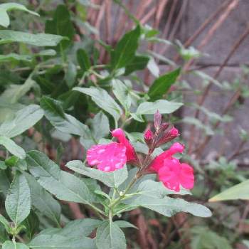 チェリーセージレッドの投稿画像一覧 Greensnap グリーンスナップ