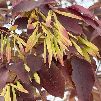 アオダモ Greensnap グリーンスナップ