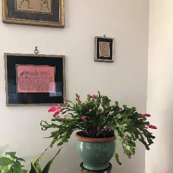 アメリカの植物の画像 by sasukemama（T・Henty）さん | 部屋とミニシクラメン. ジックスとシャコバサボテンとアメリカの植物と緑のある暮らしと花のある暮らしとミニシクラメンジックスとアメリカ在住とシャコバサボテン♪