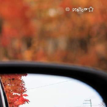 街路樹の紅葉♡の画像 by piaMo☆さん | お出かけ先と紅葉シーズンとLove Hokkaido♡と街路樹の紅葉♡と通勤路も紅葉シーズン