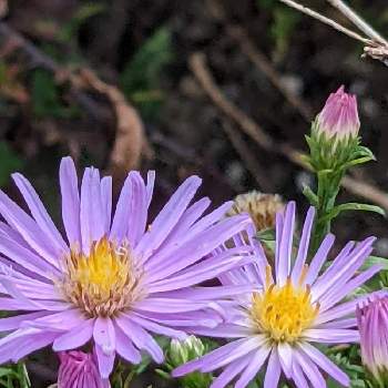 ユウゼンギク,山野草,可愛いお花,季節のお花,ピンクのお花の画像