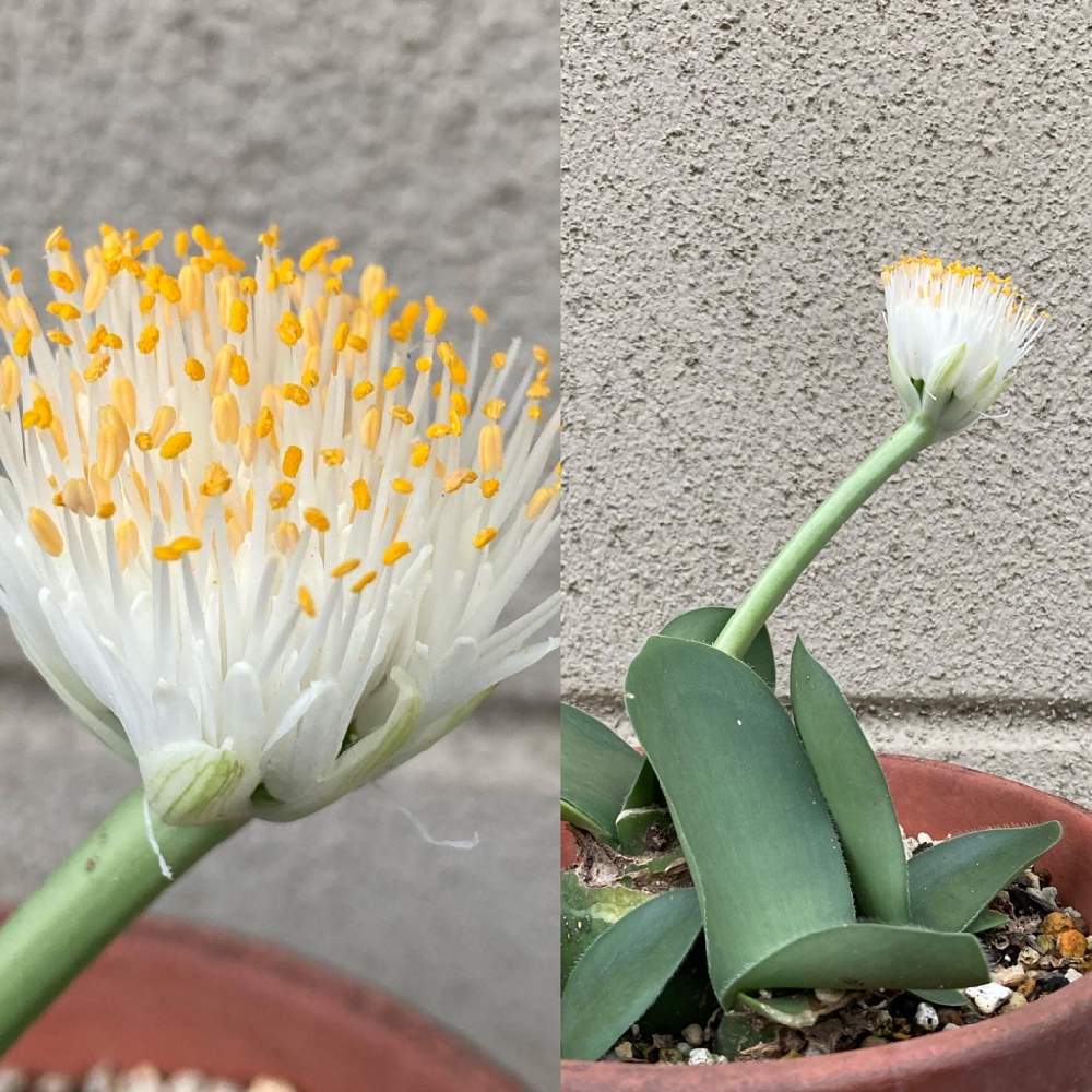 テラスの投稿画像 By ひみこさん 眉刷毛万年青 と植物himiと眉刷毛万年青 と鉢植えと初秋とマユハケオモトの花 と秋の花と葉っぱ好きと眉刷毛万年青 と植物himiと眉刷毛万年青 と鉢植えと初秋とマユハケオモトの花 と秋の花と葉っぱ好き 21月10月28日