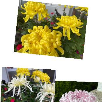 おもてなしの花の画像 by 涼さん | お出かけ先と大菊とおもてなしの花と花めぐりと２０２０年５月同期