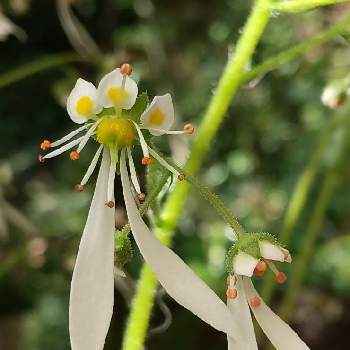 お洒落な花の投稿画像一覧 Greensnap グリーンスナップ