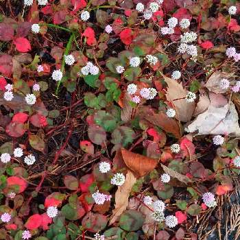 この色好きの画像 by ビビ⋅アンさん | 紅葉の季節と2019同期と可愛い小さい花と今朝の散歩とポリゴナム  ヒメツルソバとヒメツルソバ♡とこの色好きと今日も元気でと素敵❤とありがとう♪