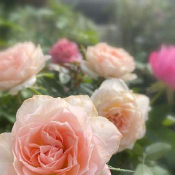 ミニバラ♪の画像 by ちょこっちさん | 小さな庭とバラが好き♪とミニバラ♪とばら バラ 薔薇とクリームピンクとピンク好き♪とガーデニング♪