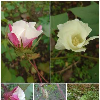 綿花の花の投稿画像一覧 Greensnap グリーンスナップ 綿花の花の投稿画像一覧 Greensnap グリーンスナップ