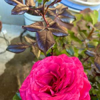みどりの暮らしの画像 by 草木灰の騎士ロイドさん | 小さな庭と薔薇　ヴィウーローズと季節の花々とばら 薔薇 バラとみどりの暮らしと自粛中の癒し