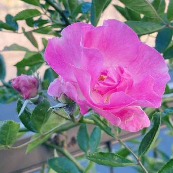 つるばらの画像 by つきみさん | 小さな庭とつるばらと咲いた♡︎ʾʾと素敵色とかわゆい♡とピンク❤︎ピンクと花のある暮らしとおうち園芸とばら バラ 薔薇
