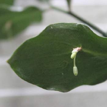 奇妙な花の投稿画像一覧 Greensnap グリーンスナップ