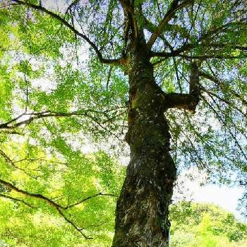 ラカンマキの画像 by ムラタヌキさん | お出かけ先とラカンマキと樹木と木肌と山口県と巨木古木の木曜日と吉香公園