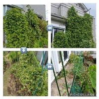 ゴーヤの育て方 種の植え方や肥料やり頻度は プランター栽培もできる Greensnap グリーンスナップ ゴーヤの育て方 種の植え方や肥料やり頻度は プランター栽培もできる Greensnap グリーンスナップ