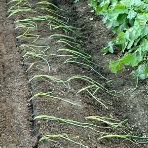 玉ねぎ苗,あじまるみ大根,冬野菜,畑の画像