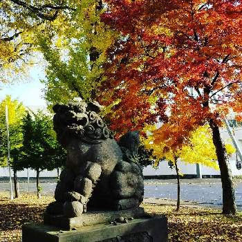 ハルニレの画像 by junjunSAPPOROさん | お出かけ先とナナカマドとハルニレと中の島神社と北の大地北海道と散歩と北海道と札幌