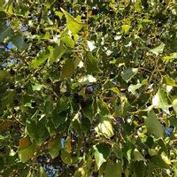 エゴノキの育て方 植え付けや植え替えの時期と方法は Greensnap グリーンスナップ