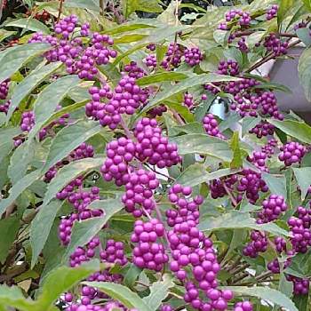 コムラサキ（ムラサキシキブ）の画像 by ビビ⋅アンさん | 紫色とつぶつぶの日とコムラサキ（ムラサキシキブ）とよその庭と今日も元気でとありがとう♪