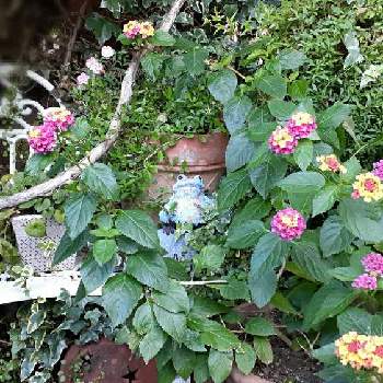 好きな物の画像 by samoanママさん | 小さな庭と好きな物と最愛の友へ届けとはなのある暮らしと可愛らしいお花♡と今日のお庭とちっちゃいものクラブとピンクワールドへ ようこそと꒰ღ˘◡˘ற꒱かわゅ~