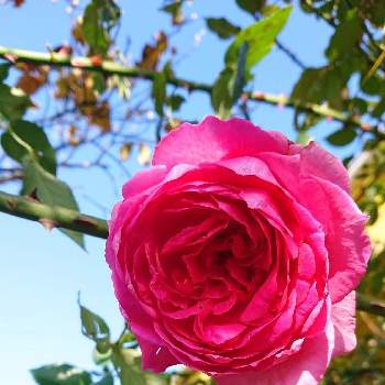 薔薇パレードの画像 by ＹＵＭＩＫＯさん | 小さな庭と私の癒し♡と薔薇愛同盟と花が好き❤とおうち園芸とお花に癒されてと植中毒と薔薇パレードと2021 YUMIKO薔薇と花のある暮らしと大好き♡︎ʾʾとかわいいな♡といい色♡