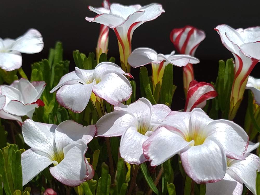 の画像 by *hiro*さん | オキザリスとオキザリス パーシーカラーと花のある暮らしと大好きな花と可愛い花と白チーム✨