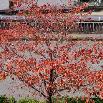 ハナミズキの紅葉の画像 by みどりさん | お出かけ先とハナミズキの紅葉と樹木とありがとうと穏やかな心といつも心に太陽をと癒やされてと花のある暮らしとスマホで撮影