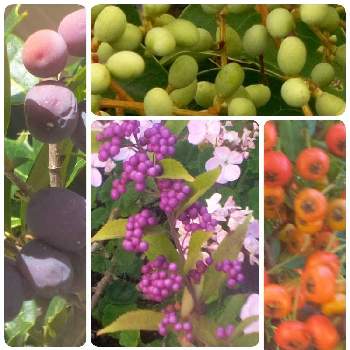 ピラカンサの実の画像 by ヒロンさん | お出かけ先とピラカンサ   (トキワサンザシ)とムラサキシキブとトウネズミモチと柊（ひいらぎ）とトベラとあっ木曜日と♡トベラの実♡とトベラ属とお出かけとピラカンサの実と木曜日とつぶつぶと色々な色と木になる実とふぞろいの果実たちと柊(ひいらぎ)とムラサキシキブの実とつぶつぶの日とちっちゃいものクラブとパープル女子とお出かけ先といっても近所とトウネズミモチ♡とトベラ科